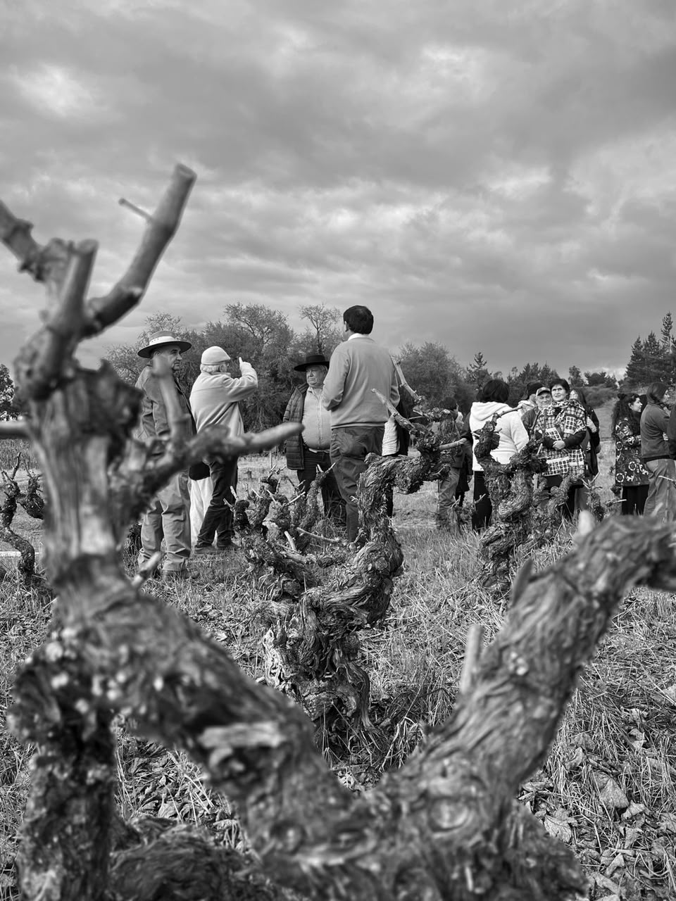Fiesta de la Vendimia